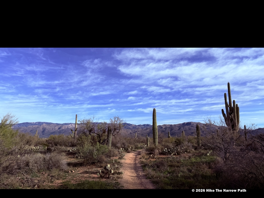 Saguaro - Loma Verde