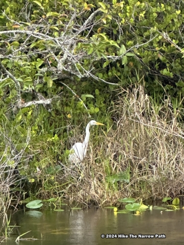 Egret