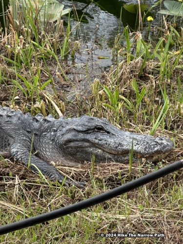 Alligator