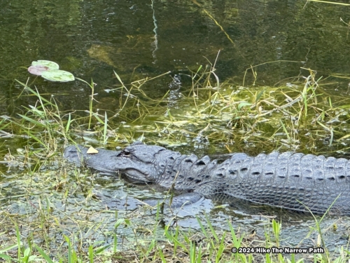 Alligator