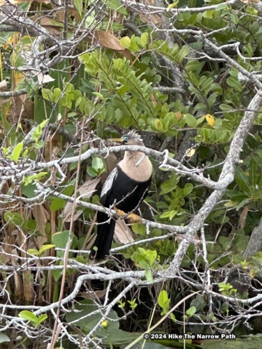 Anhinga