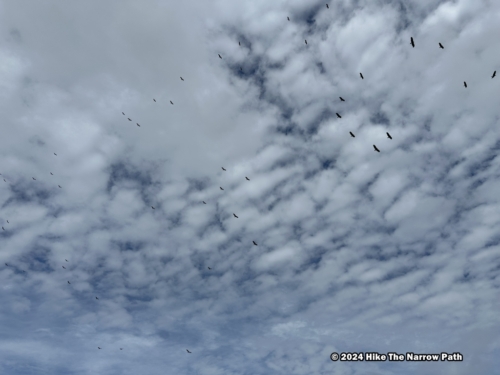 Sky & Birds