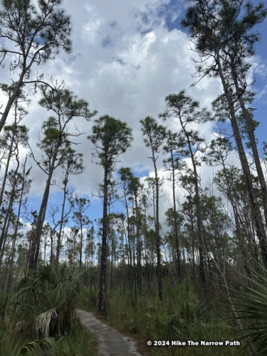 Pinelands Trail