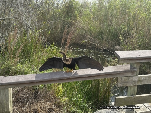 Anhinga Trail