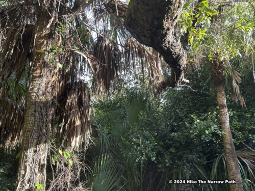 Mahogany Hammock Trail