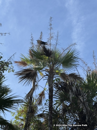 Mahogany Hammock Trail