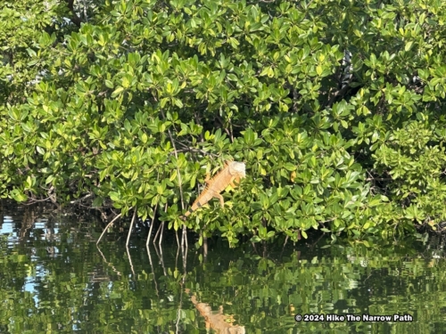 Iguana