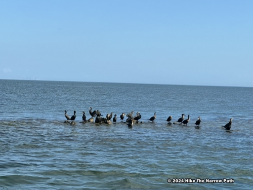 Double Crested Birds