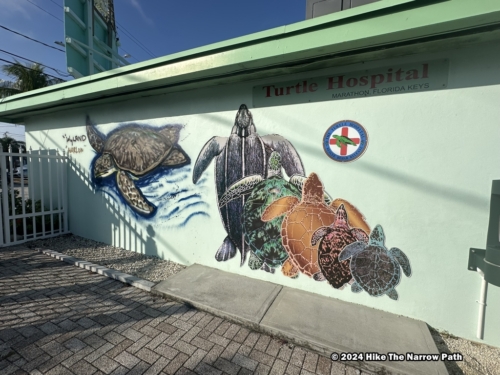 Turtle Hospital