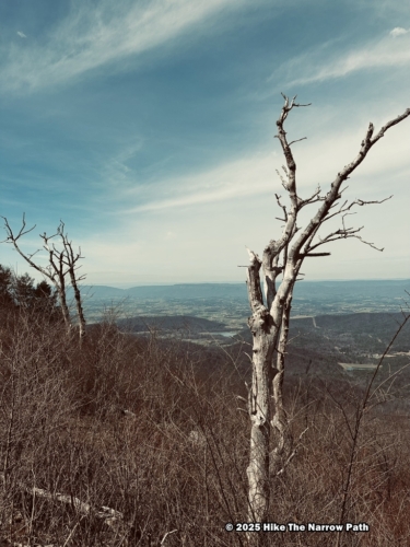 Shenandoah 