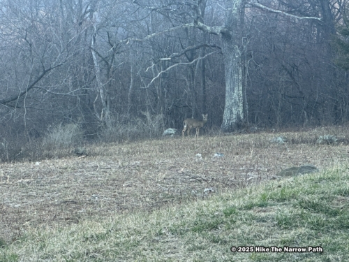 Shenandoah 