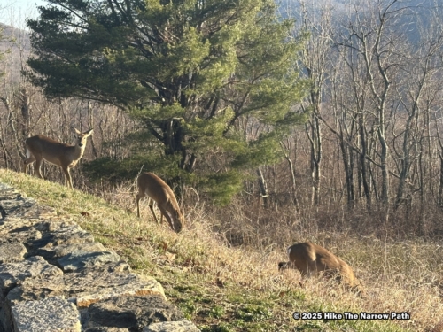 Shenandoah 