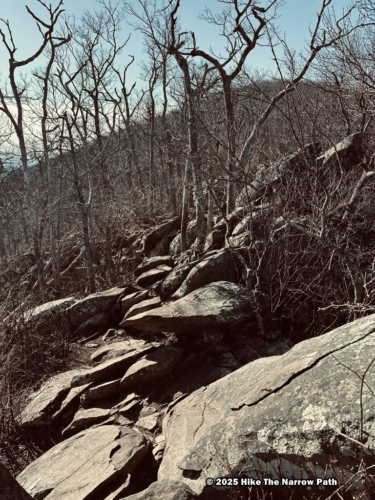 Shenandoah