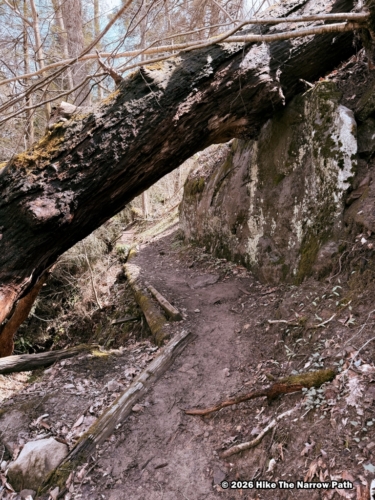 Cucumber Falls Trail