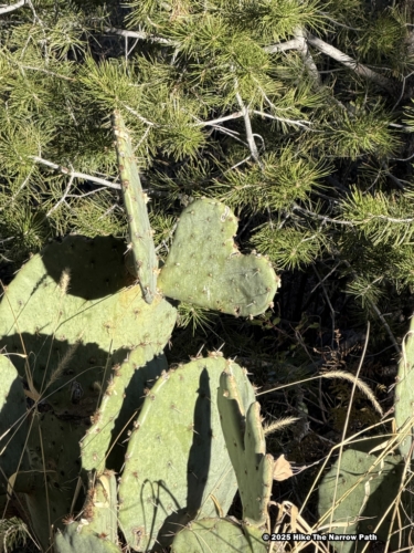 Chisos Basin Loop Trail