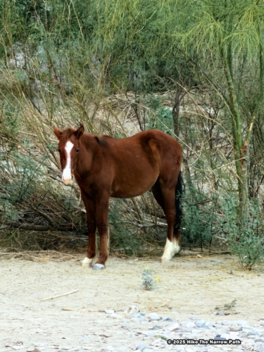Boquillas Canyon Trail