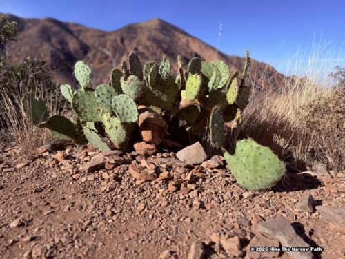 Chisos Basin Loop Trail