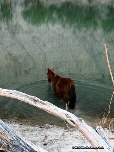 Boquillas Canyon Trail