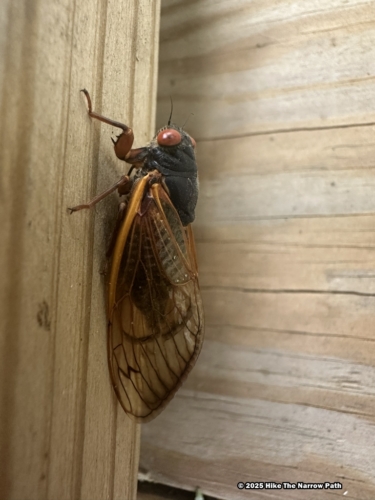 Sloans Crossing Pond