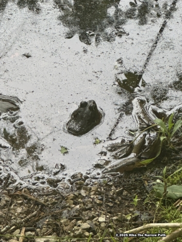 Sloans Crossing Pond