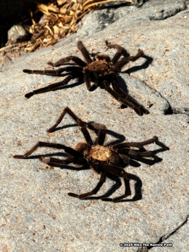 Upper Burro Mesa Pouroff Trail