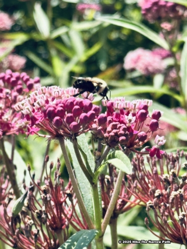 Charlotte Rhoades Butterfly