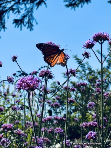 Charlotte Rhoades Butterfly