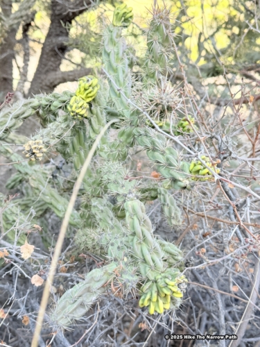 Smith Spring Trail Loop