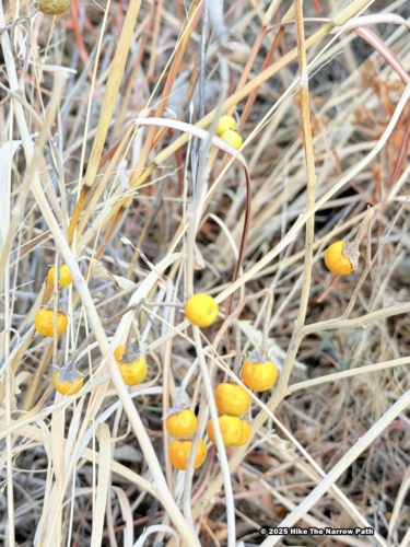 Smith Spring Trail Loop