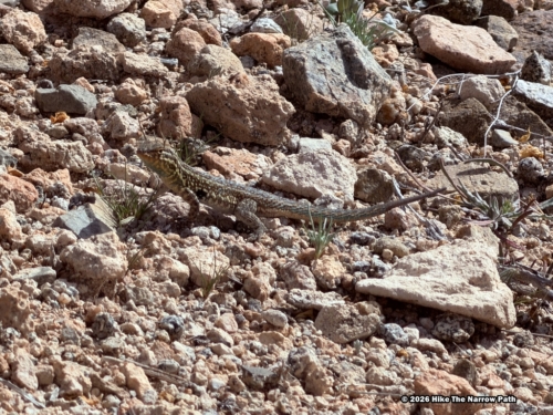 Cactus Wren