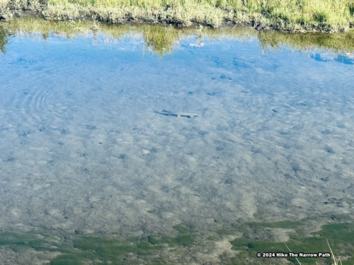 Blacktail Ponds Overlook