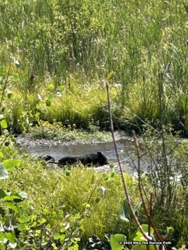 Sawmill Pond Overlook