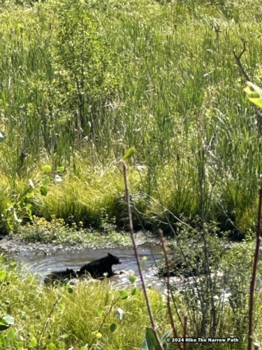 Sawmill Pond Overlook