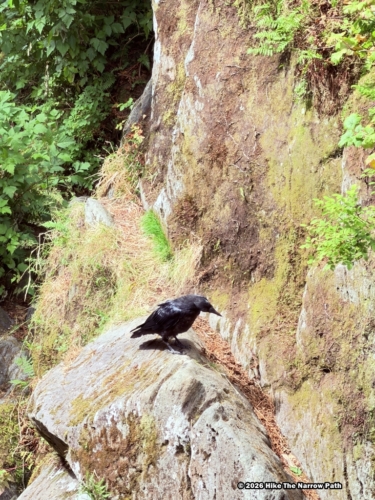 Raven