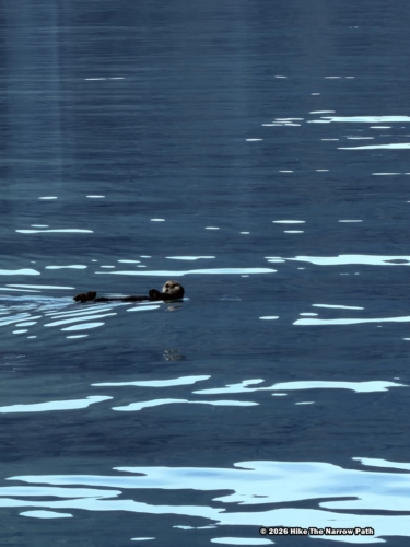 Sea Otter