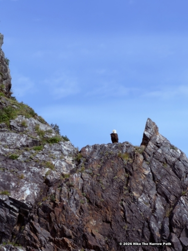 Eagle