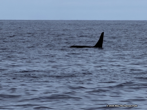 Orca