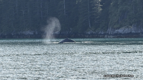 Humpback whale