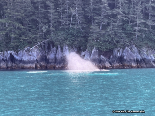 Humpback whale