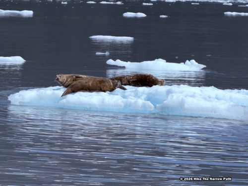 Steller sea lions