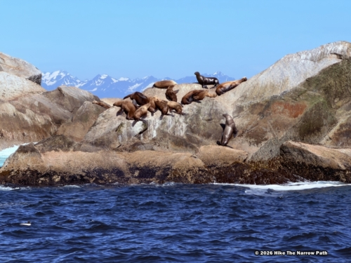 Steller sea lions