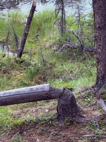 Horseshoe Lake Trail