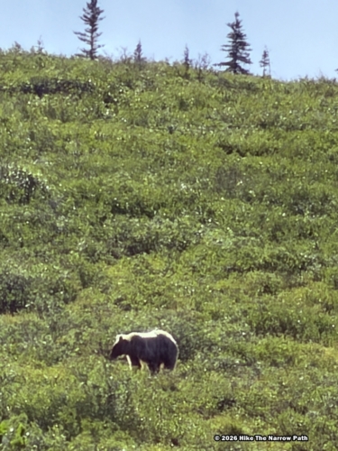 Tundra Wilderness Tour