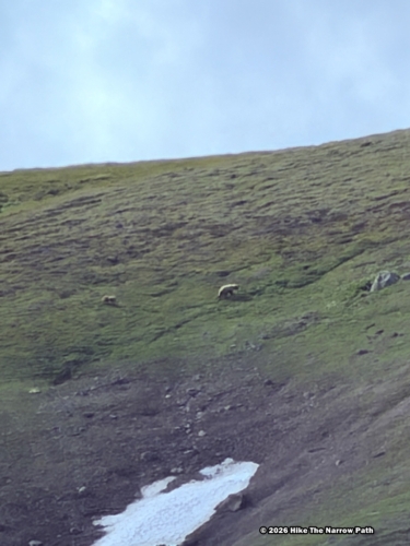 Tundra Wilderness Tour