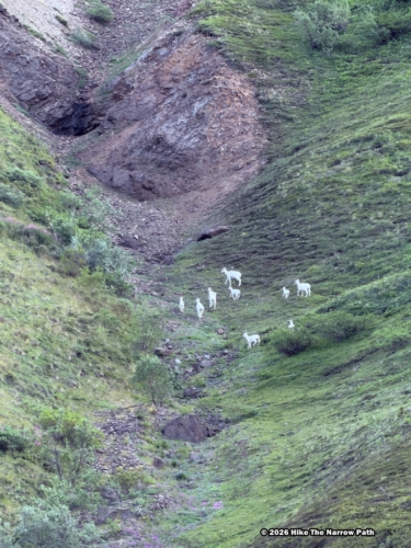 Tundra Wilderness Tour