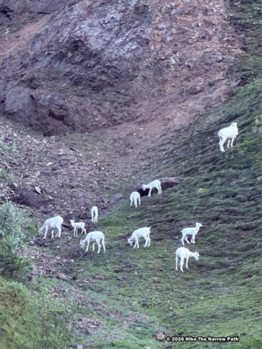 Tundra Wilderness Tour