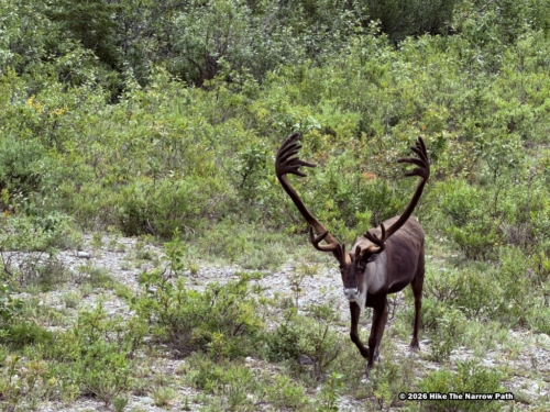 Tundra Wilderness Tour