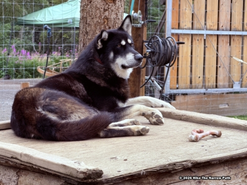 Sled Dogs