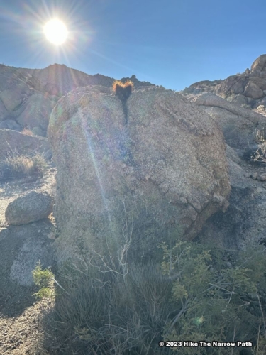 Fortynine Palms Oasis Trail