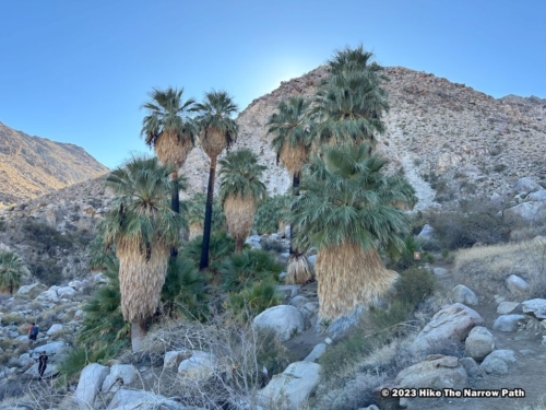 Fortynine Palms Oasis Trail